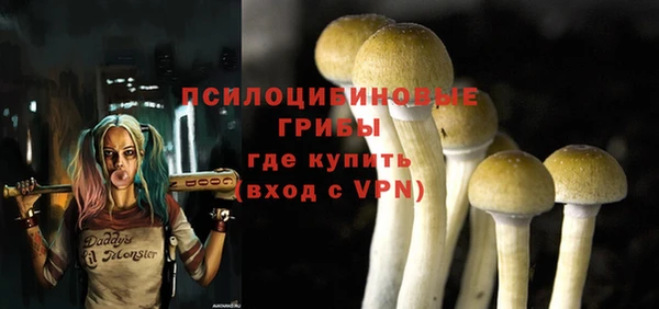 прущие грибы Новодвинск